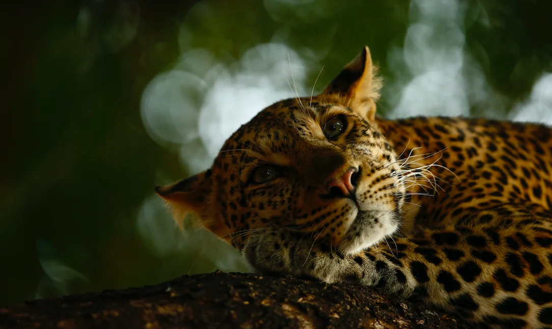 La natura selvaggia in mostra